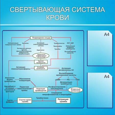 Свертывающая система крови