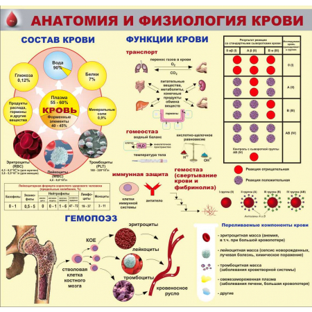 Анатомия и физиология крови